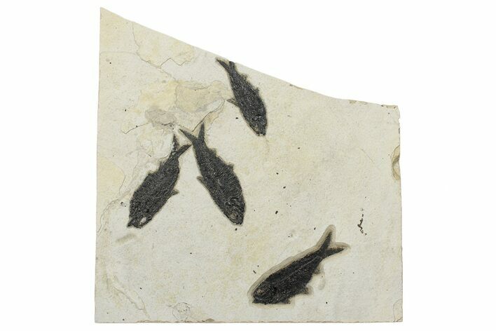 Multiple Fossil Fish (Knightia) Plate - Wyoming #233919